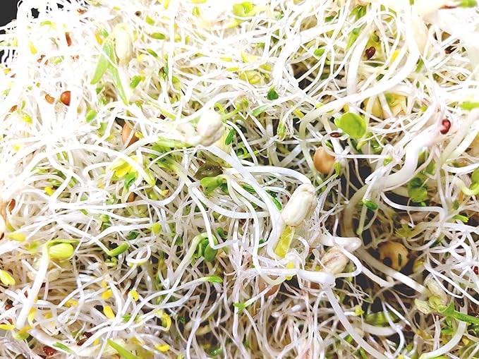 Variety Pack Sprouting Seeds. One Pound. Includes one Pack of Broccoli, Alfalfa, Radish & Mung Beans. for Sprouts and Microgreens. Non-GMO. Seeds for Jar or Trays. Each Pack is a Quarter Pound