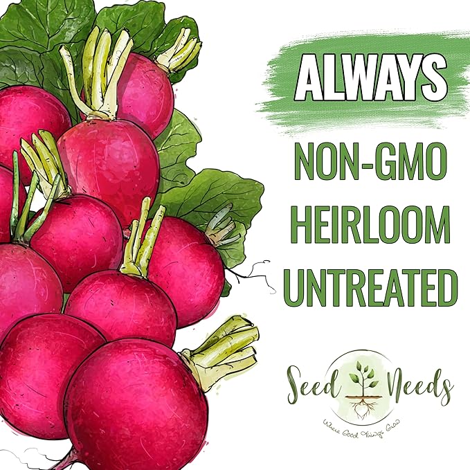 Seed Needs Radish Seeds for Planting German Giant Radishes - Non-GMO, Heirloom & Untreated - Grow a Home Grown Vegetable Garden - Cool Weather Crops (1 Pack)
