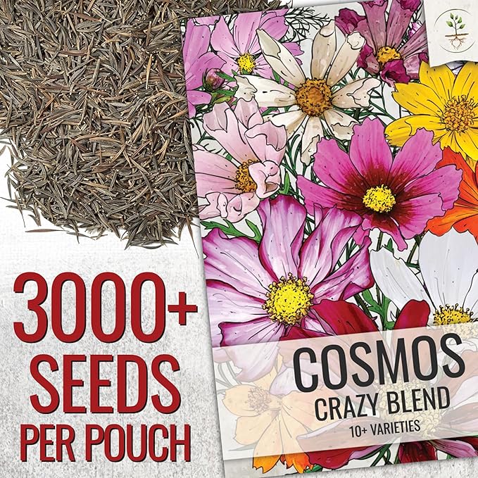Seed Needs Flower Seeds Cosmos Crazy Blend No Filler 10+ Varieties | Cosmo Bipinnatus Open Pollinated Untreated | Resealable Packaging Keeps Seeds Fresh | Cosmos Flowering Seed Mix (5 Bulk Packs)