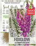 Seed Needs Foxglove Seeds for Planting Gloxiniaeflora Mix Fox Glove - Heirloom & Open Pollinated Flowers to Plant an Outdoor Butterfly Garden with Colorful Wildflowers (1 Pack)