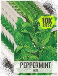 Seed Needs Peppermint Seeds for Planting - Non-GMO, Heirloom & Untreated Medicinal/Culinary Herb to Plant a Home Grown Indoor or Outdoor Garden (10 Packs)