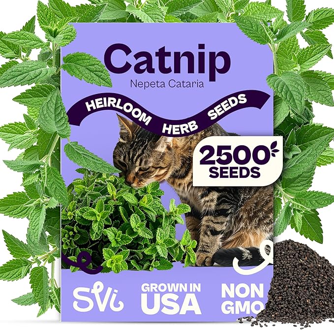 SVI 2500 Catnip Seeds (Nepeta cataria) – Catmint, Best Catnip for Cats Seed Packets, Heirloom Cat Nip Herb Seeds – Outdoor & Indoor Herb Garden, Containers, Herbs Beds