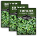 Survival Garden Seeds - Horehound Seeds for Planting - 3 Packets with Instructions to Plant and Grow Beneficial Marrubium Medicinal Herbs in Your Home Vegetable Garden - Non-GMO Heirloom Variety