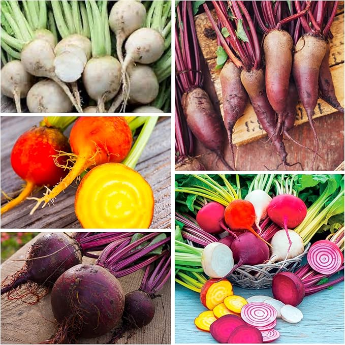 Seed Needs Rainbow Beet Seeds for Planting 8 Varieties | 1,500+ Heirloom Seeds Beet Beta Vulgaris Non GMO Untreated | Great Home Garden Favorites Vegetable Beet Seed | Bulk