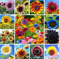 Mix Sunflower Seeds for Planting, 100+pcs Rare Perennial Sunflower Flower Seeds, Non-GMO Heirloom Beauty Flowers Attracts Pollinators for Home Garden Outdoors