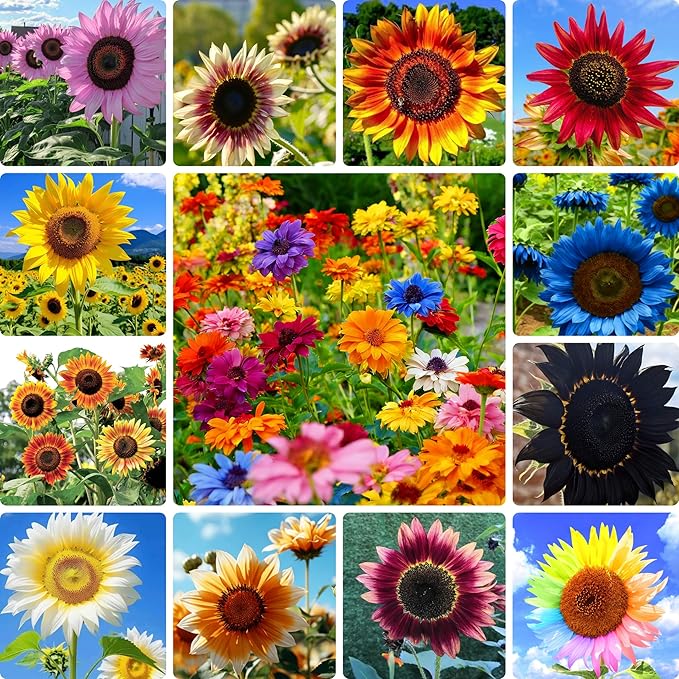 Mix Sunflower Seeds for Planting, 100+pcs Rare Perennial Sunflower Flower Seeds, Non-GMO Heirloom Beauty Flowers Attracts Pollinators for Home Garden Outdoors