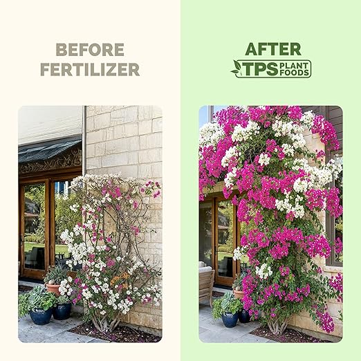 Bougainvillea Fertilizer – Liquid Plant Food for Bougainvillea Blooms & Healthy Growth, 32 oz