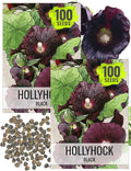 Seed Needs, Black Hollyhock Seeds - 100 Heirloom Seeds for Planting Alcea rosea - Great for Gothic Gardens, Open Pollinated Biennial That Attracts Pollinators (2 Packs)