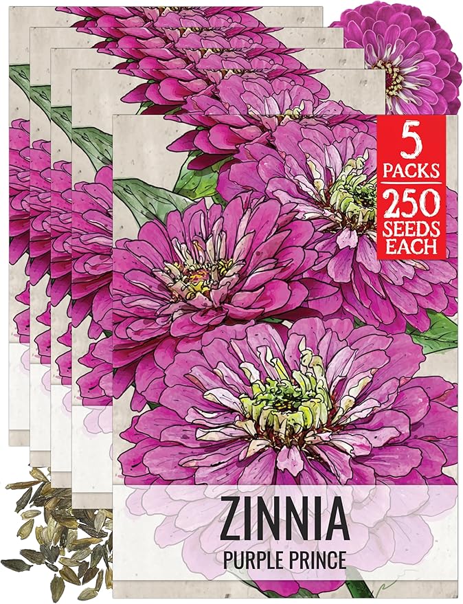 Seed Needs Zinnia Seeds for Planting Purple Prince Zinnias - Heirloom & Open Pollinated Wildflower Seed to Plant a Butterfly Garden - Great for Cut Flowers (5 Packs)