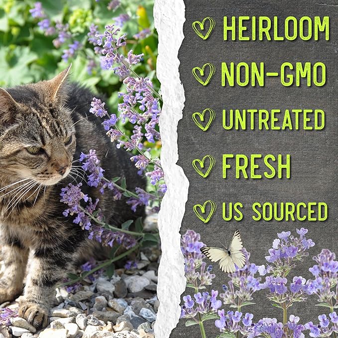 Seed Needs Catmint Seeds for Planting an Indoor/Outdoor Herb Garden - Non-GMO Heirloom & Untreated Herbal Plants - Great for Cats Nepeta mussinii (20 Packs)