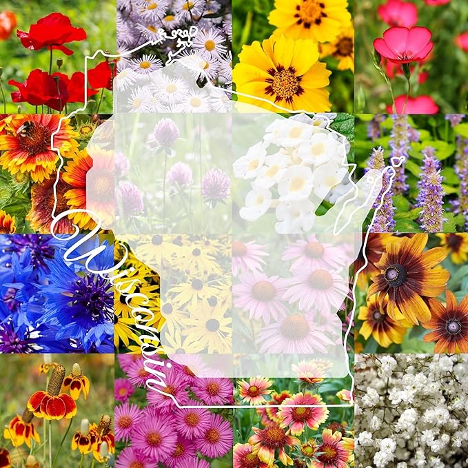 Wisconsin Bulk Perennial Wildflower Seed Mix 1/2lb Covers 1,000sq-ft - Attract Pollinators, Multi-Color Blooms - Midwest US Species Plant in Spring/Fall - Earth-Friendly Packaging (1/2 Pound)