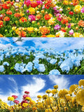Butterfly Pea Flower Seeds for Planting, 20pcs Butterfly Pea Peacock Perennial Flower Seeds Non-GMO Heirloom Rare Fragrant Plants, Beauty Home Garden for Outdoors