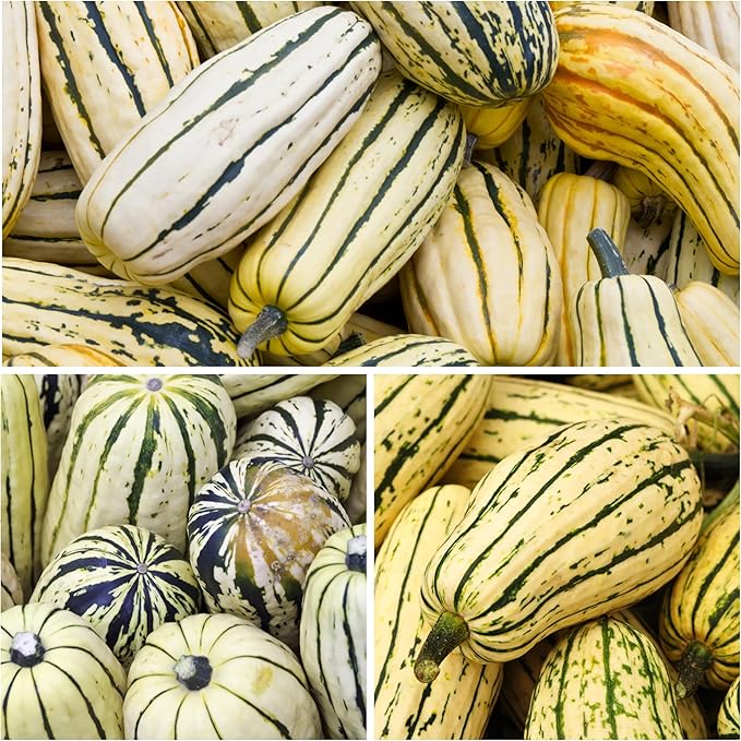 Seed Needs, Delicata Squash Seeds - 25 Heirloom Seeds for Planting Cucurbita Pepo - Winter Squash to Plant an Outdoor Garden, Non-GMO & Untreated (1 Pack)