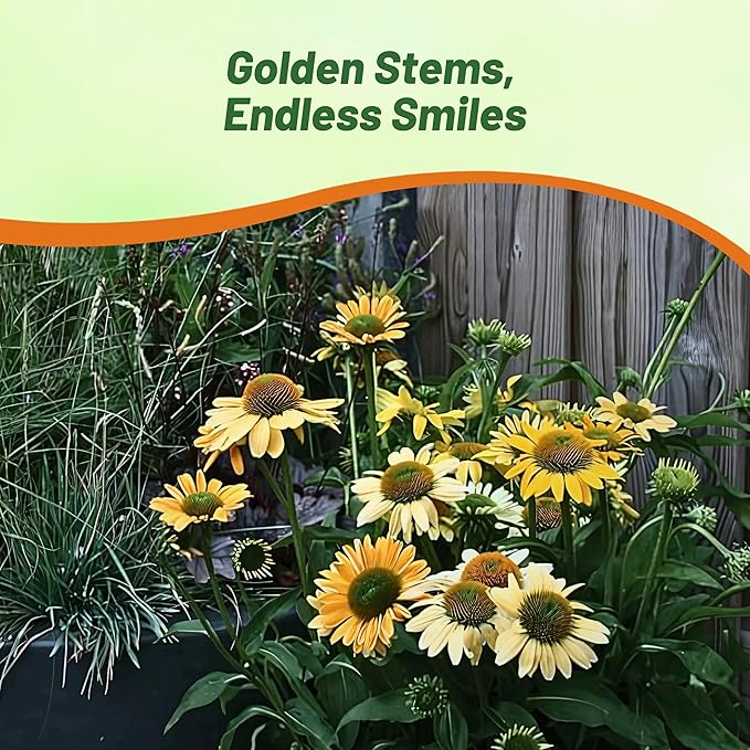 Outsidepride Mellow Yellows Echinacea Coneflower Seeds - 50 Pcs Perennial, Deer-Proof & Drought Tolerant Flower Seeds with Daisy-Like Blooms for Pollinator-Friendly Gardens, Borders, & Meadows