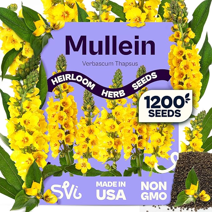 SVI 1200 Mullein Seeds for Planting (Verbascum thapsus) - Great Mullein, Heirloom Non GMO Herbs, 4-6 ft Spikes - Medicinal Herb Seeds for Flower and Herb Garden