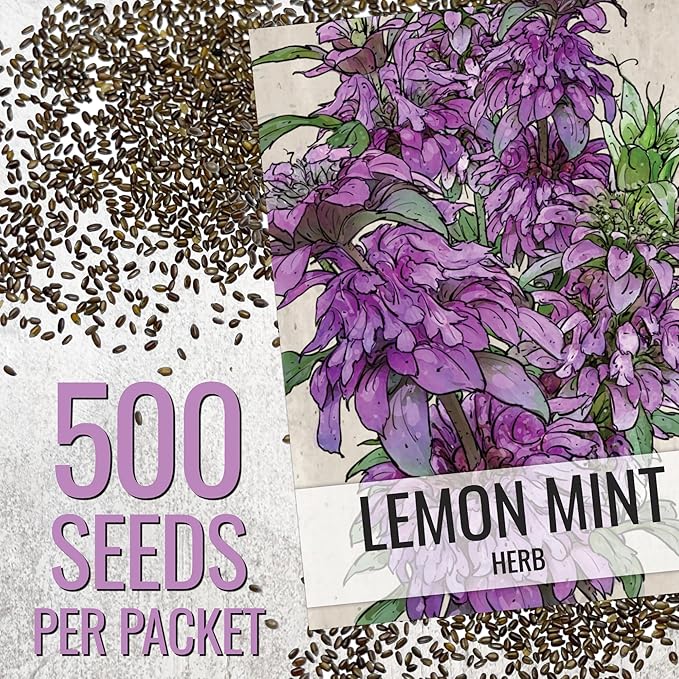 Seed Needs Lemon Mint Seeds for Planting Monarda citriodora Herbs - Grow a Non-GMO Heirloom & Untreated Medicinal Herb Garden Indoors or Outdoors - Popular in Herbal Tea (5 Packs)
