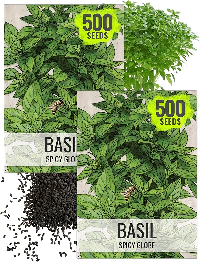 Seed Needs Spicy Globe Basil Seeds for Planting - Non-GMO Heirloom & Untreated Culinary Herb Seed to Plant an Indoor or Outdoor Home Grown Kitchen Garden (2 Packs)
