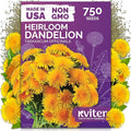 KVITER 750 Dandelion Seeds for Planting (Taraxacum officinale)– Dandelion Greens Flower Seed Starting – Edible Plants, Herb Grower, Medicinal Herbs Seeds Outdoor & Indoor Herb Garden, Containers
