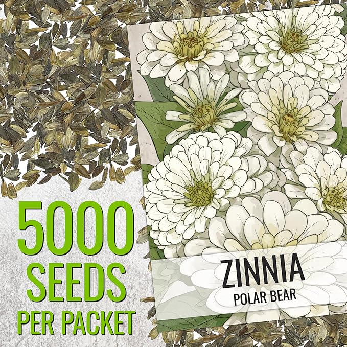 Seed Needs Zinnia Seeds Polar Bear White Variety Fast Blooming | 5,000+ Heirloom & Open Pollinated Seeds | Annual Cut Flowers Large Blooming | Bulk