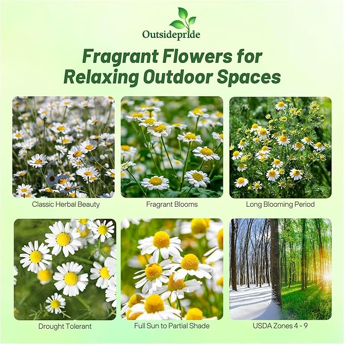 Outsidepride Roman Chamomile Seeds - 25000 Pcs Perennial, Drought Tolerant, Self-Seeding & Versatile, Herb Seeds for Planting Sweet Scented Daisy-Like Blooms, Ideal for Slopes & Pollinator Gardens