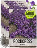 Seed Needs Purple Rockcress Seeds for Planting - Heirloom & Open Pollinated Perennial Flower Great for Rock Gardens, Groundcover, Attracts Pollinators (5 Packs)