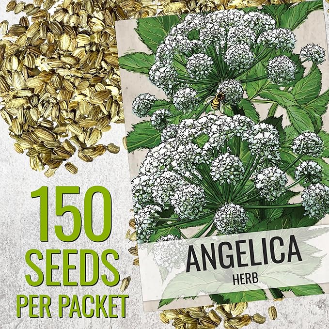 Seed Needs Angelica Seeds for Planting Angelica archangelica - Non-GMO Heirloom & Untreated Medicinal Herbs to Grow an Indoor or Outdoor Home Grown Garden (5 Packs)