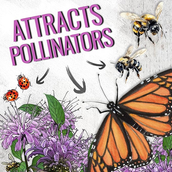 Seed Needs Bee Balm Seeds for Planting Wild Bergamot - Heirloom & Open Pollinated Perennial Flowers to Grow a Butterfly Garden to Attract Bees, Butterflies & Other Pollinators (5 Packs)