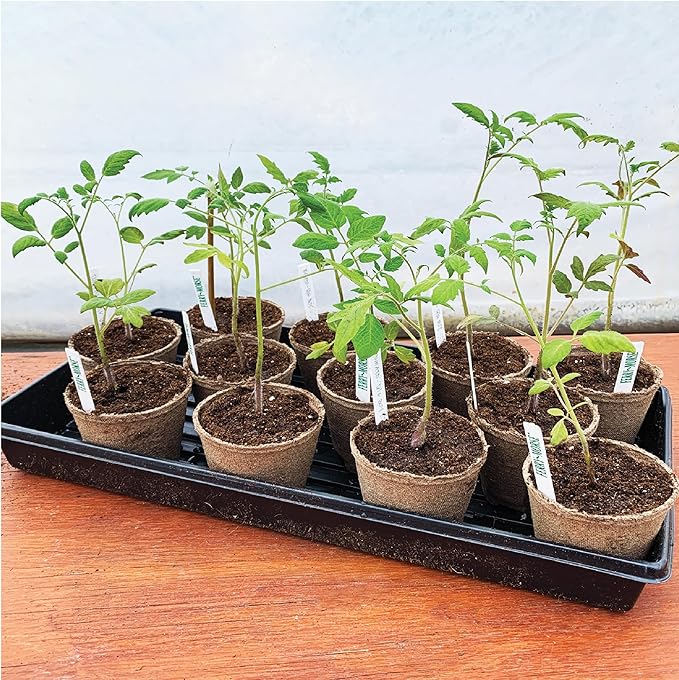 Jiffy Plant Germination Tray - Durable, Watertight, No-Hole, Lightweight - 10.75 x 21 in, 10-Pack - Plastic