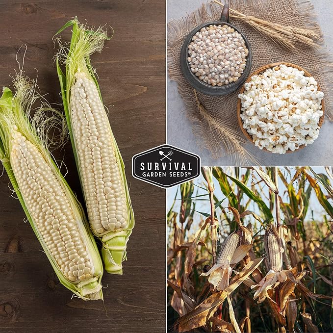 Survival Garden Seeds - Japanese Hulless Popcorn Seed for Planting - 1 Packet with Instructions to Plant and Grow Delicious Kernel Popcorn in Your Home Vegetable Garden - Non-GMO Heirloom Variety
