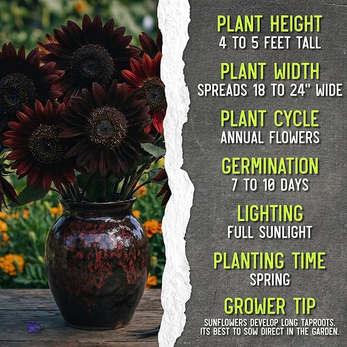 Seed Needs Sunflower Seeds for Planting Chocolate/Italian White Sunflowers - Heirloom & Open Pollinated Helianthus Seed Collection to Plant a Butterfly Garden (2 Packs)