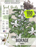 Seed Needs Borage Seeds for Planting White Borago officinalis Starflower - Non-GMO Heirloom & Untreated Herb Seed to Plant and Grow an Outdoor Home Grown Garden (1 Pack)