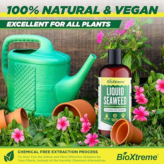 Liquid Seaweed Premium Concentrate – Undiluted Kelp Extract with No Fillers or Colorants – All Natural Fertilizer for Plant & Flower Growth Seed Germination & Root Development – 16 Oz