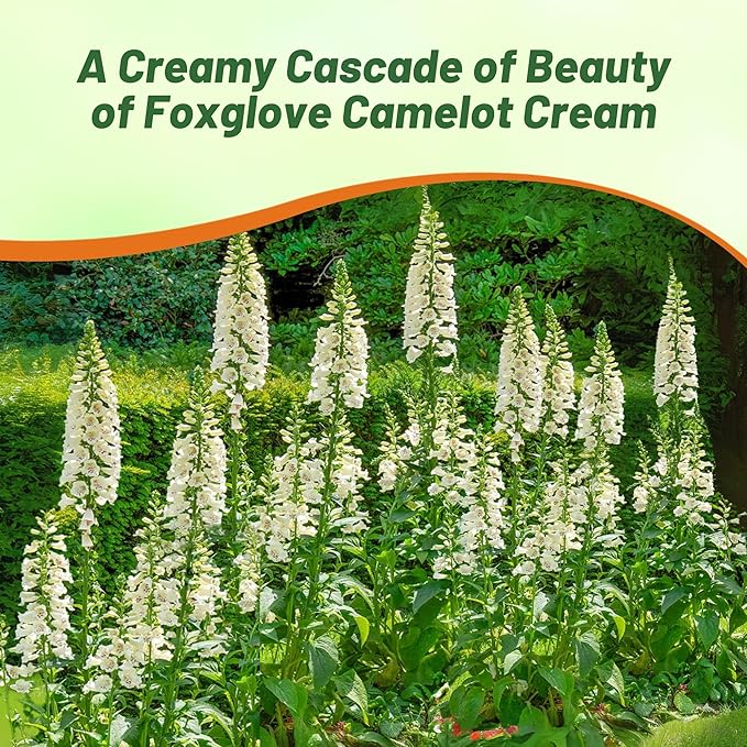 Outsidepride Digitalis Purpurea Camelot Cream Foxglove Seeds – 25 Pcs Biennial, Prolific, Tall Growing Flower Seeds with Pollinator-Friendly Blooms for Shaded Gardens & Outdoor Landscapes