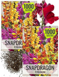 Seed Needs, Mixed Tetra Snapdragon Seeds - 1,000 Heirloom Seeds for Planting Antirrhinum majus - Annual Flowers to Attract Butterflies, Bumblebees, Honeybees & Other Pollinators (2 Packs)