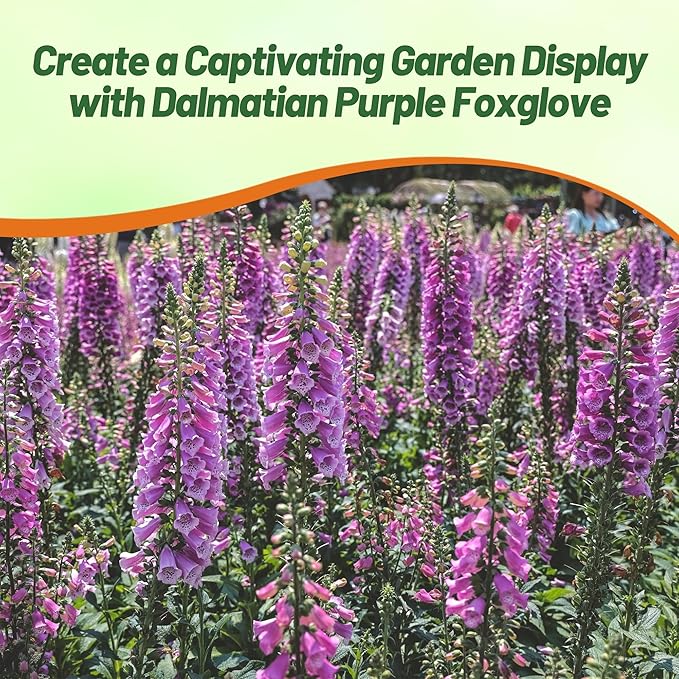 Outsidepride Digitalis Purpurea Dalmatian Purple Foxglove Seeds – 25 Pcs Perennial, Prolific, Tall Growing Flower Seeds with Pollinator-Friendly Blooms for Shaded Gardens & Outdoor Landscapes