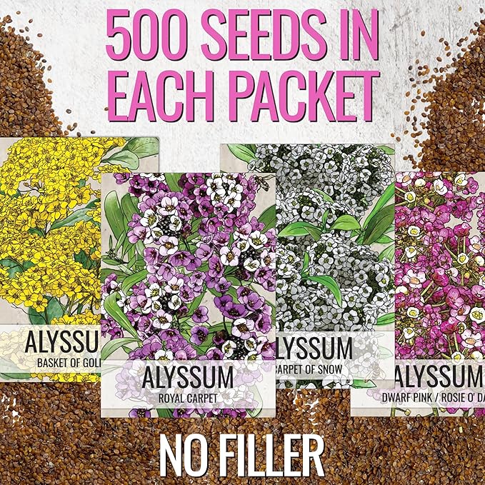 Seed Needs Heirloom Alyssum Flower Seed Packet Collection Variety Pack (Includes 4 Packets) Basket of Gold, Royal Carpet, Dwarf Pink & Carpet of Snow - Perfect for Rock Gardens