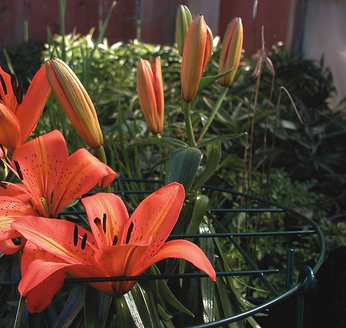 Luster Leaf (973) 20” Round Grow Through Grid w/ 30” legs