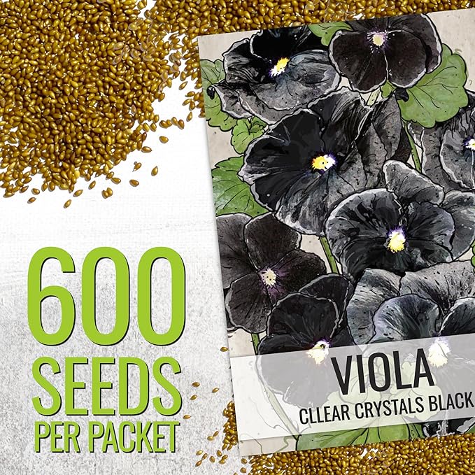 Seed Needs, Clear Crystals Black Pansy Seeds - 600 Heirloom Seeds for Planting Viola x wittrockiana - Deep Burgundy/Black Blooms, Edible Flowers (1 Pack)