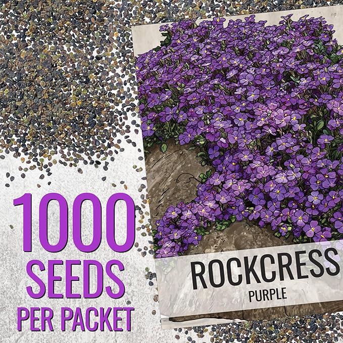 Seed Needs Purple Rockcress Seeds for Planting - Heirloom & Open Pollinated Perennial Flower Great for Rock Gardens, Groundcover, Attracts Pollinators (2 Packs)