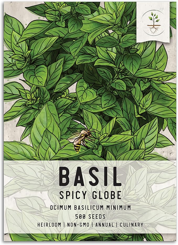 Seed Needs Spicy Globe Basil Seeds for Planting - Non-GMO Heirloom & Untreated Culinary Herb Seed to Plant an Indoor or Outdoor Home Grown Kitchen Garden (1 Pack)