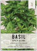 Seed Needs Spicy Globe Basil Seeds for Planting - Non-GMO Heirloom & Untreated Culinary Herb Seed to Plant an Indoor or Outdoor Home Grown Kitchen Garden (1 Pack)