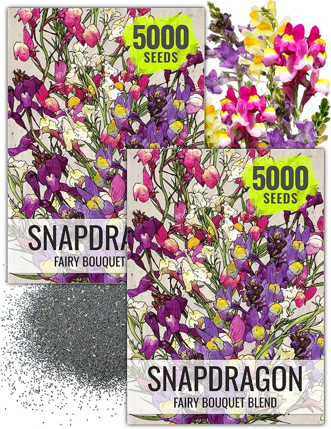 Seed Needs Snapdragon Seeds for Planting Baby Snapdragons - Fairy Bouquet Blend - Heirloom & Open Pollinated Flower Seed to Plant an Outdoor Butterfly Garden (2 Packs)