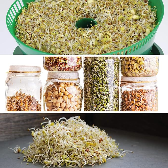 Handy Pantry Organic Salad Sprouting & Microgreens Mix – 35 LB – Non-GMO, High-Germination Blend of Alfalfa, Broccoli, Lentil, Mung Bean & Radish Seed – Fresh, Crisp Sprouts & Nutritious Micro Green
