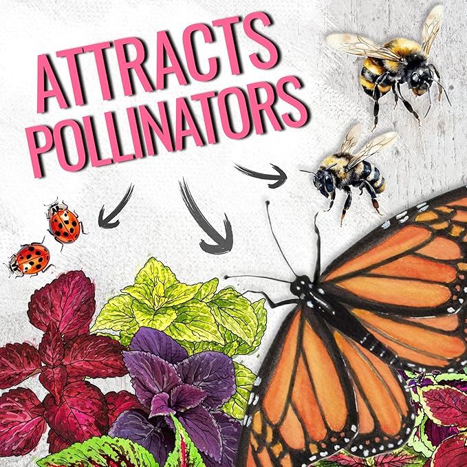 Seed Needs Coleus Seeds for Planting Rainbow Painted Nettle - Heirloom & Open Pollinated Mixed Flower Seed to Grow an Outdoor Butterfly Garden to Attract Pollinators (1 Pack)