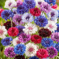3,000 Bachelor Button Seeds for Planting - Cornflower Wildflower Seed (Centaurea cyanus), Non-GMO Heirloom Flowers, Pollinator Garden, Attracts Bees & Butterflies, Cut Bloom for Outdoor Borders