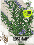 Seed Needs Rosemary Seeds for Planting - Non-GMO Heirloom & Untreated Perennial Herbs to Plant a Medicinal & Culinary Kitchen Garden Indoors or Outdoors (5 Packs)