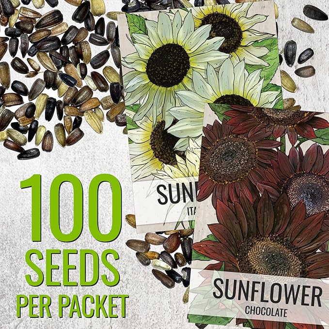 Seed Needs Sunflower Seeds for Planting Chocolate/Italian White Sunflowers - Heirloom & Open Pollinated Helianthus Seed Collection to Plant a Butterfly Garden (2 Packs)