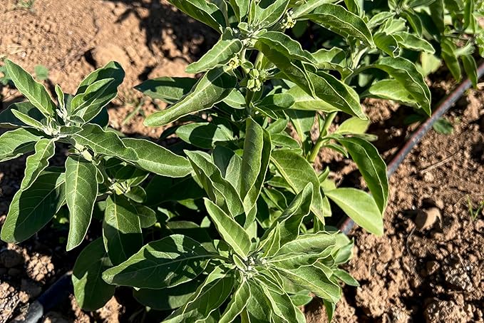 Plant Good Seed Organic Ashwagandha Seeds for Planting: Ayurveda Herb, White Roots - 80 Seed Packet
