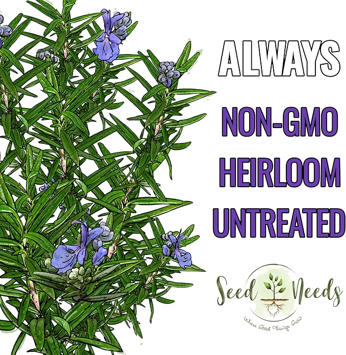 Seed Needs Rosemary Seeds for Planting - Non-GMO Heirloom & Untreated Perennial Herbs to Plant a Medicinal & Culinary Kitchen Garden Indoors or Outdoors (2 Packs)