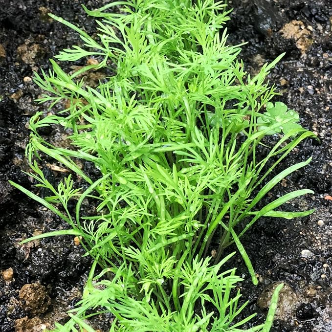 Seed Needs Dill Seeds for Planting Bouquet Herbs - Non-GMO Heirloom & Untreated Herb Seed to Plant a Home Grown Indoor/Outdoor Garden (1 Pack)
